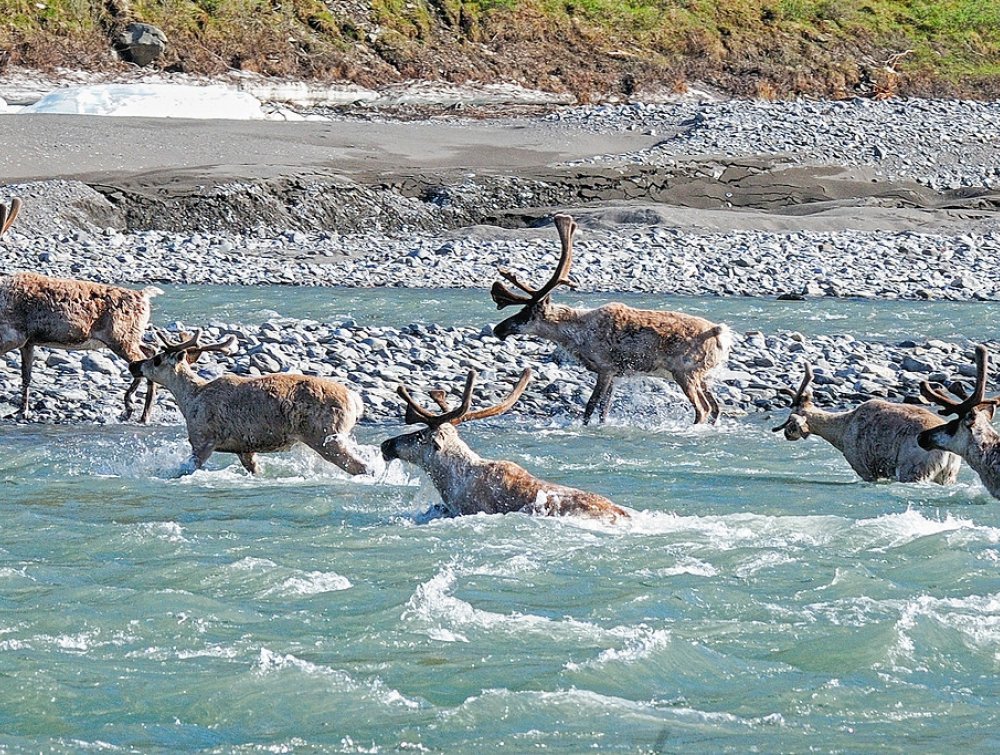 Caribou migrating in the Arctic Refuge