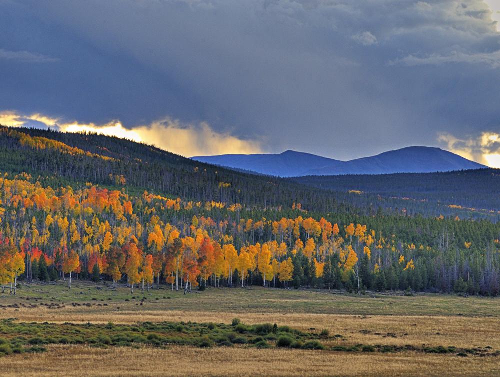 Trees in the fall with a storm overhead