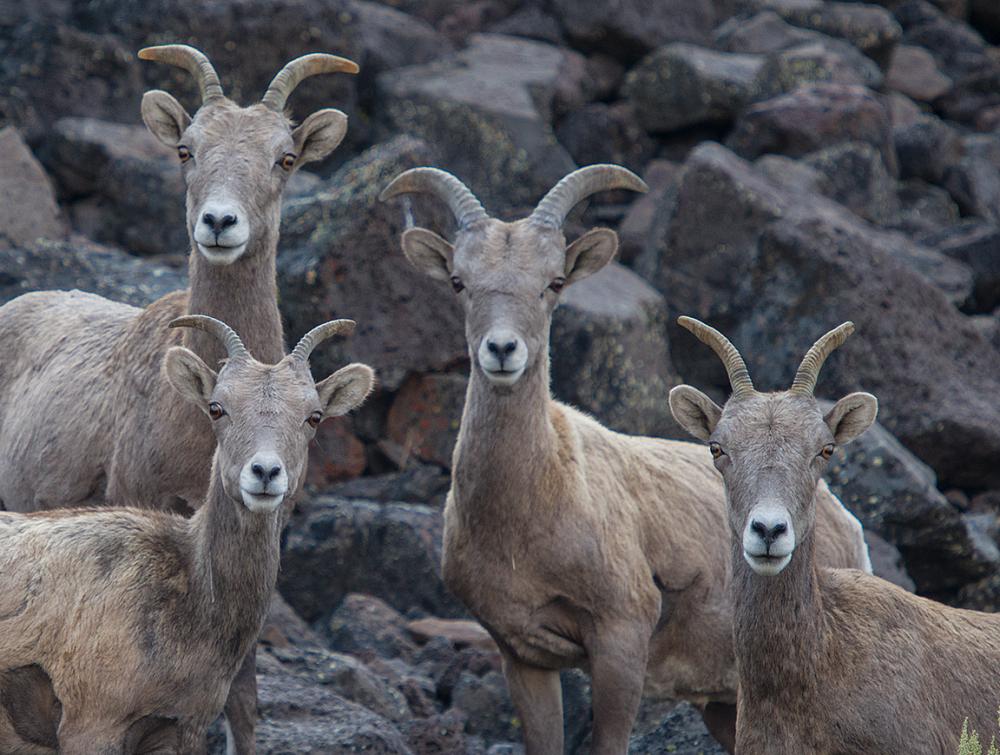 Bighorn ewes in the Owyhee Canyonlands. 