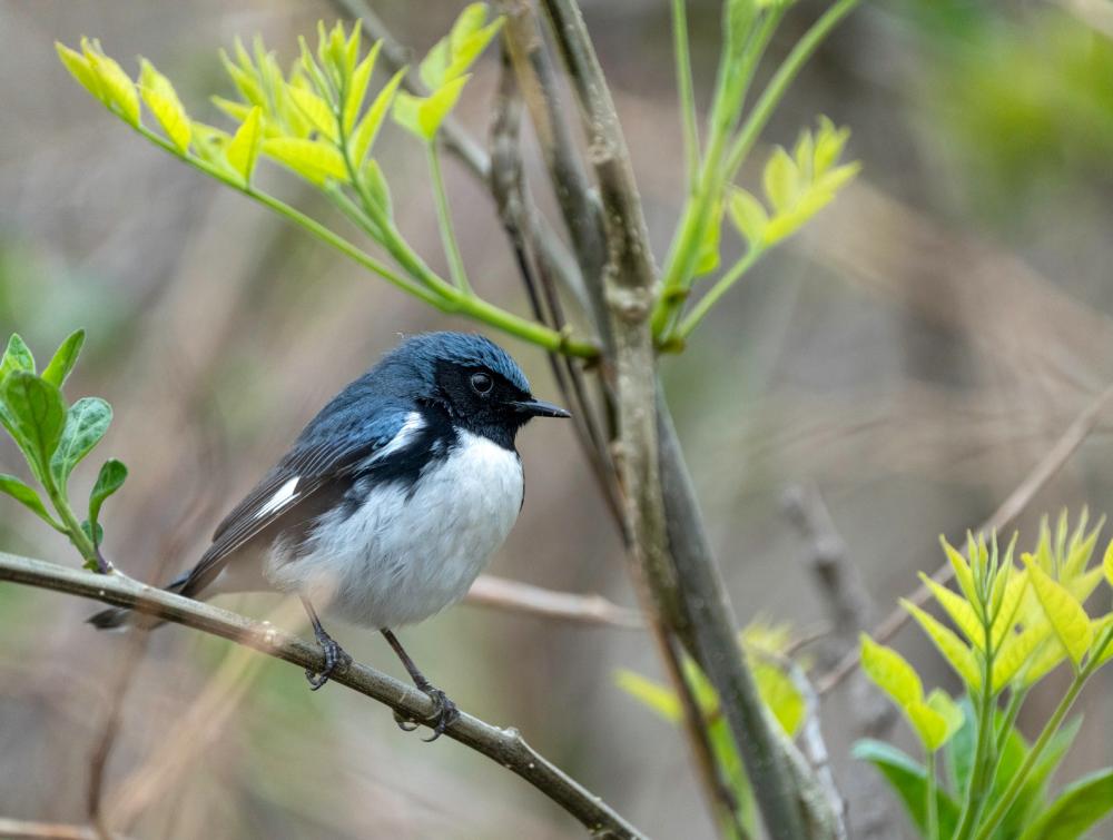 Small gray, blue and black bird with white belly perched on branch