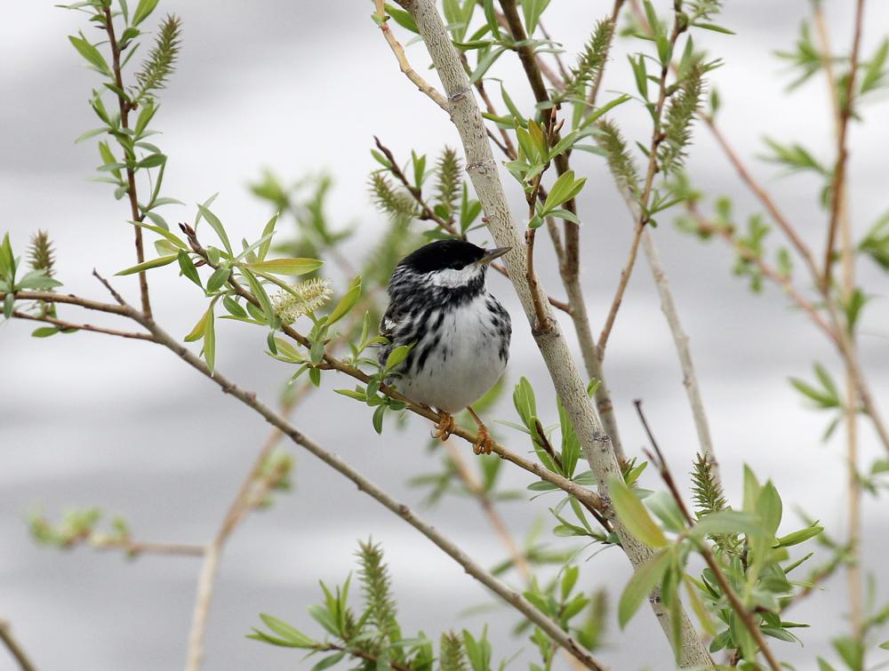 Small bird with white belly and black head perched on branch of sparsely leafed plant