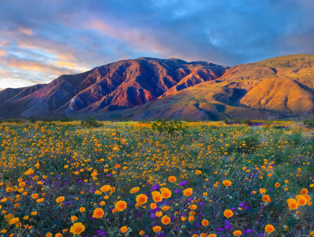 California's Anza Borrego Desert State Park is famous for its wildflowers