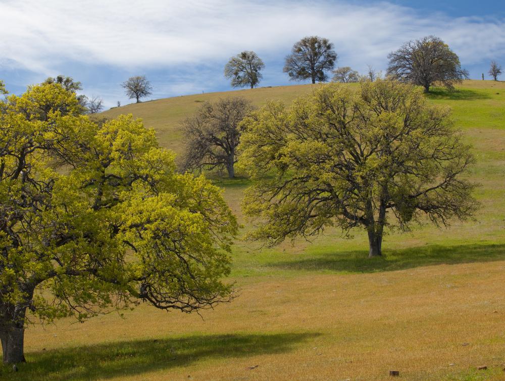 Green field and trees in Berryessa-Snow Mountain National Monument, California