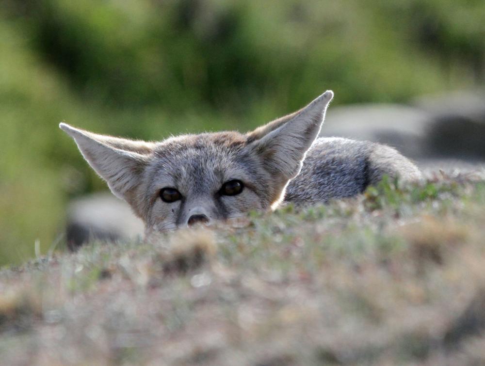 Close shot of fox with large ears peeking over grassy hillock