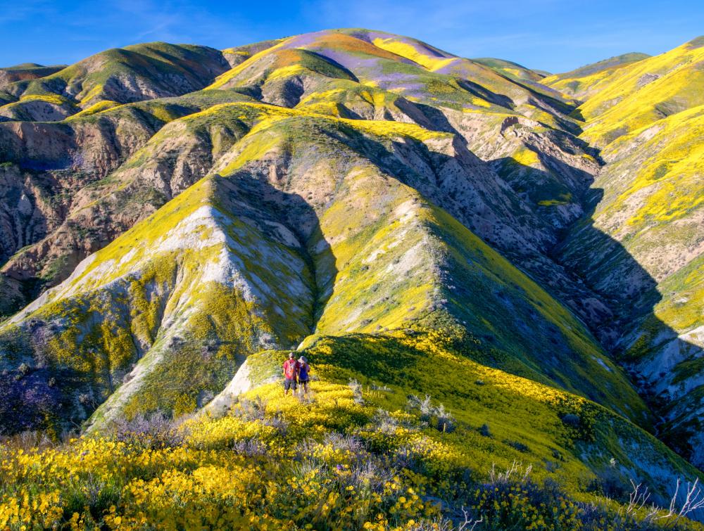 Two hikers ascending wildflower-covered hill in Carrizo Plain National Monument, California