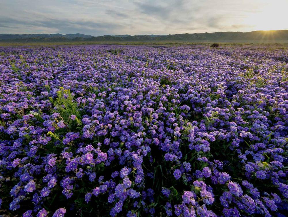 Field of purple flowers in Carrizo Plain National Monument, CA