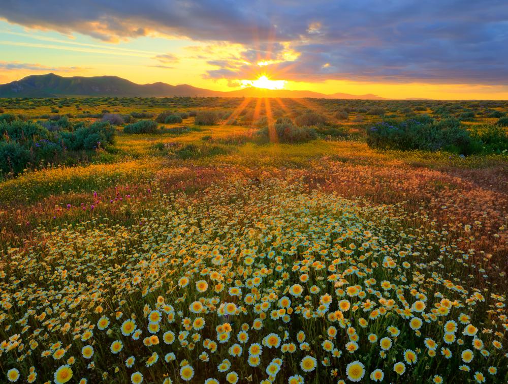 Wildflowers in Carrizo Plain National Monument, California.