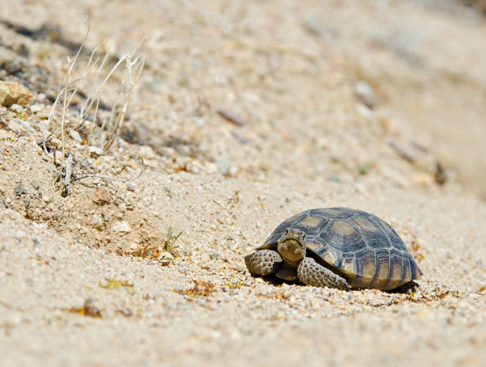 A desert tortoise in Chuckwalla National Monument.