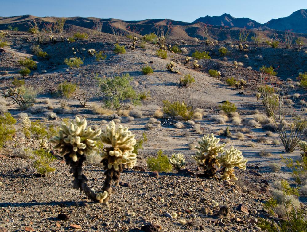 Chuckwalla Bench in the California desert