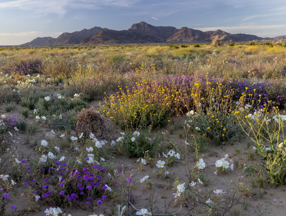 The Mule Mountains in Southern California.