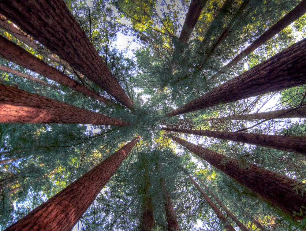 tall redwoods trees
