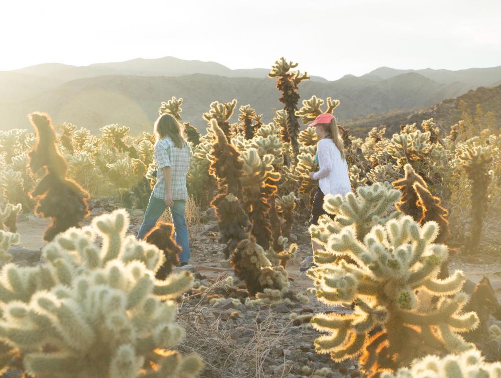 Joshua Tree National Park, CA.