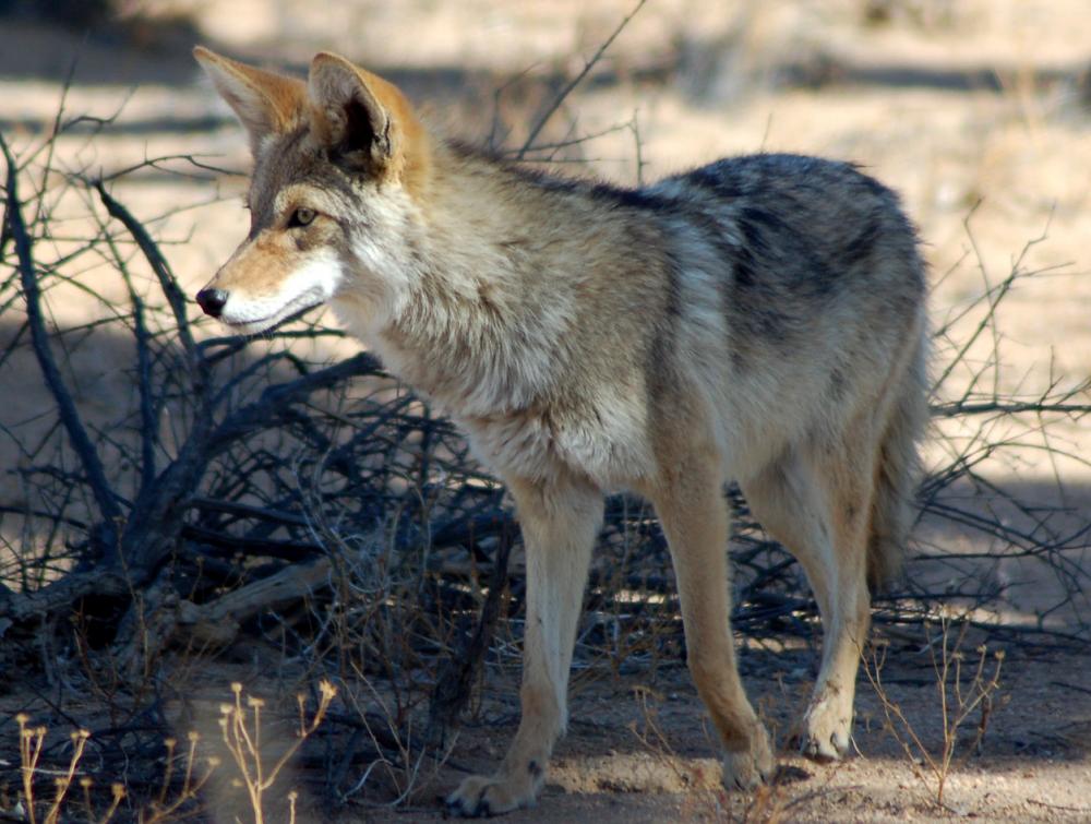 Coyote in Joshua Tree National Park, CA