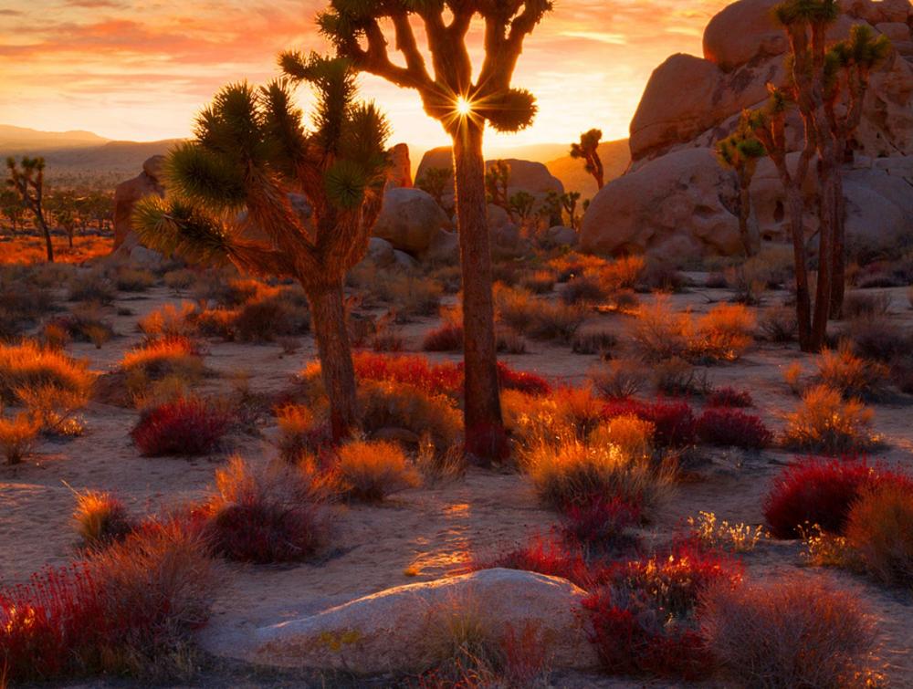 The sun sits just above the horizon, peaking through the branches of one of Joshua Tree's signature trees