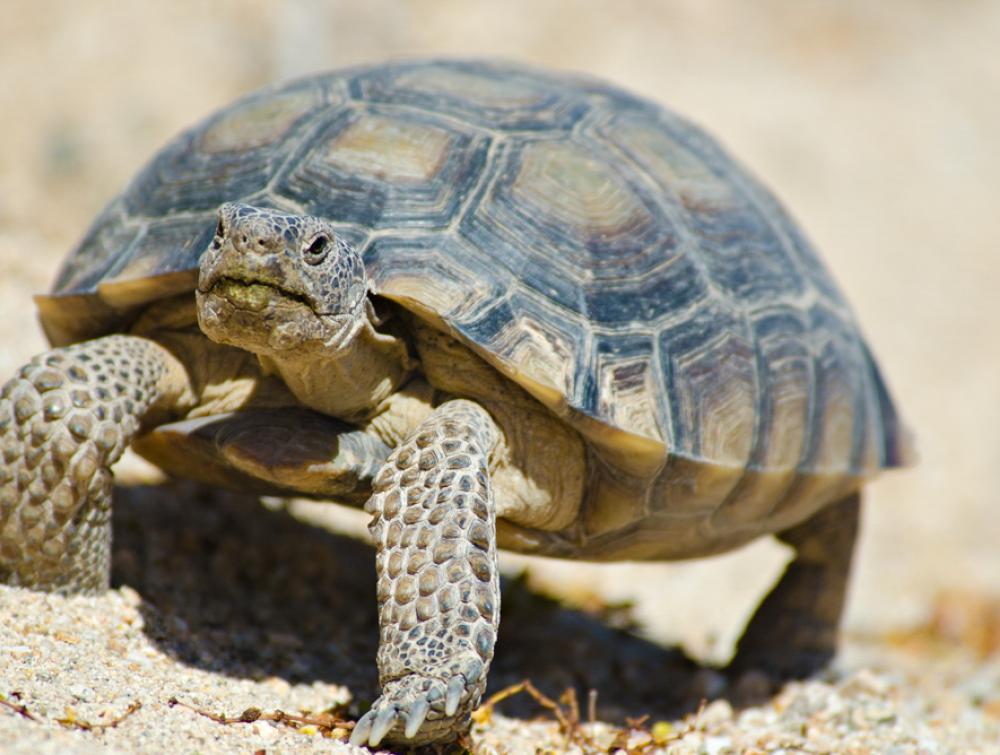 A desert tortoise in the Mojave Desert.