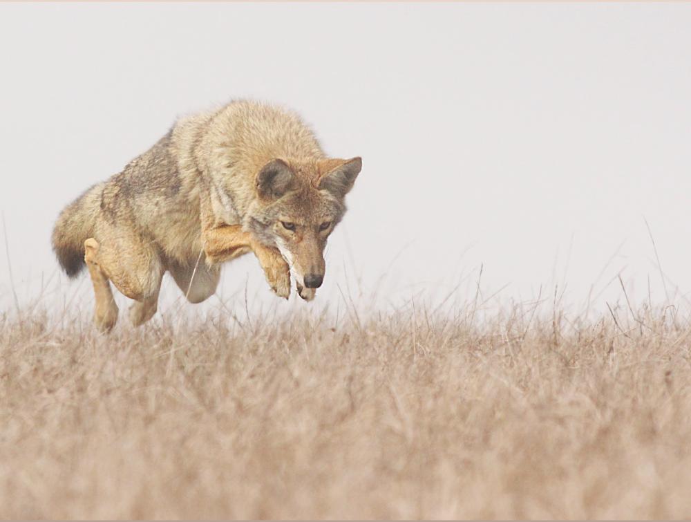 Coyote hunting at Point Reyes National Seashore, California