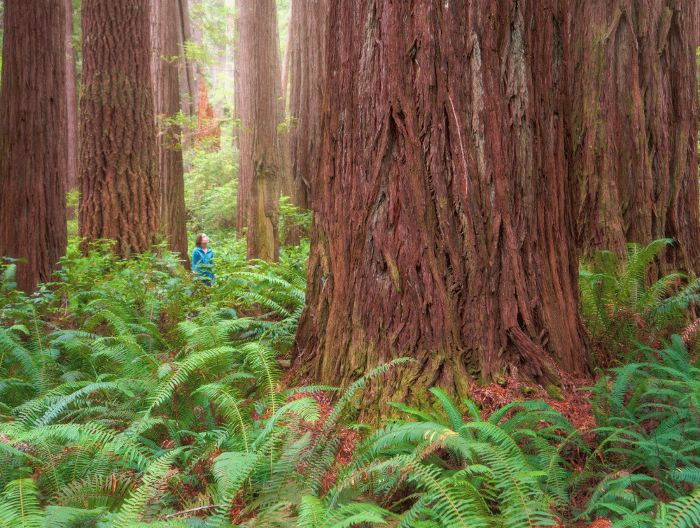 Prairie Creek State Park, CA.