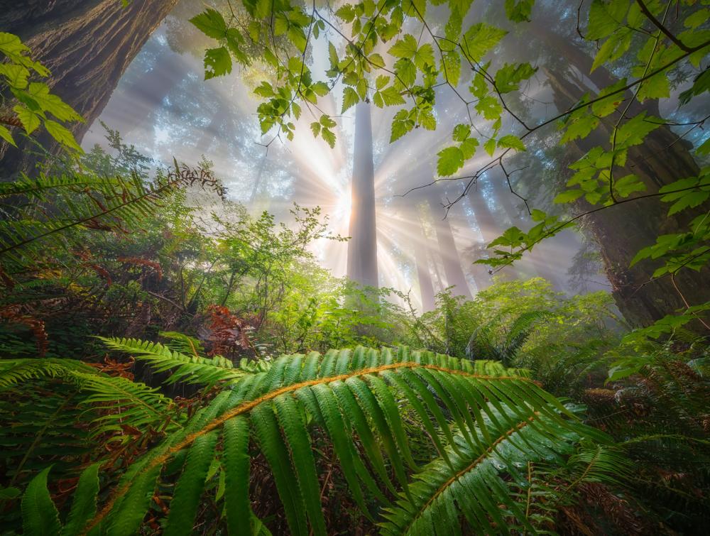 Fog and light shines through redwood trees