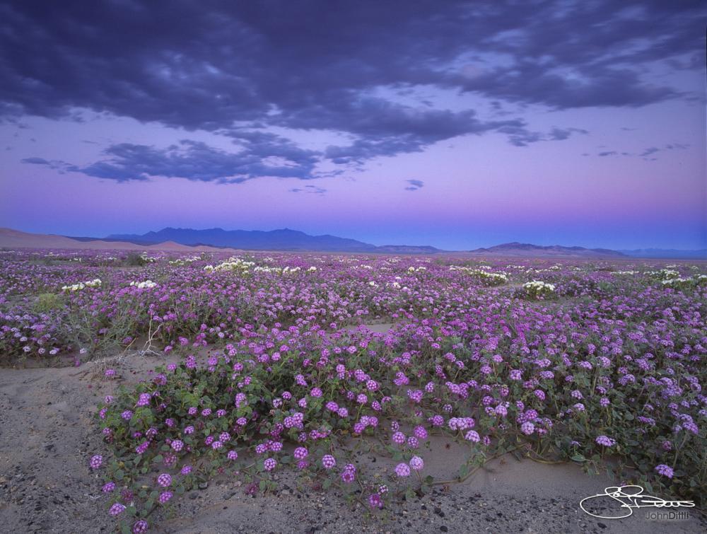 Flowers blooming in the Silurian Valley, CA