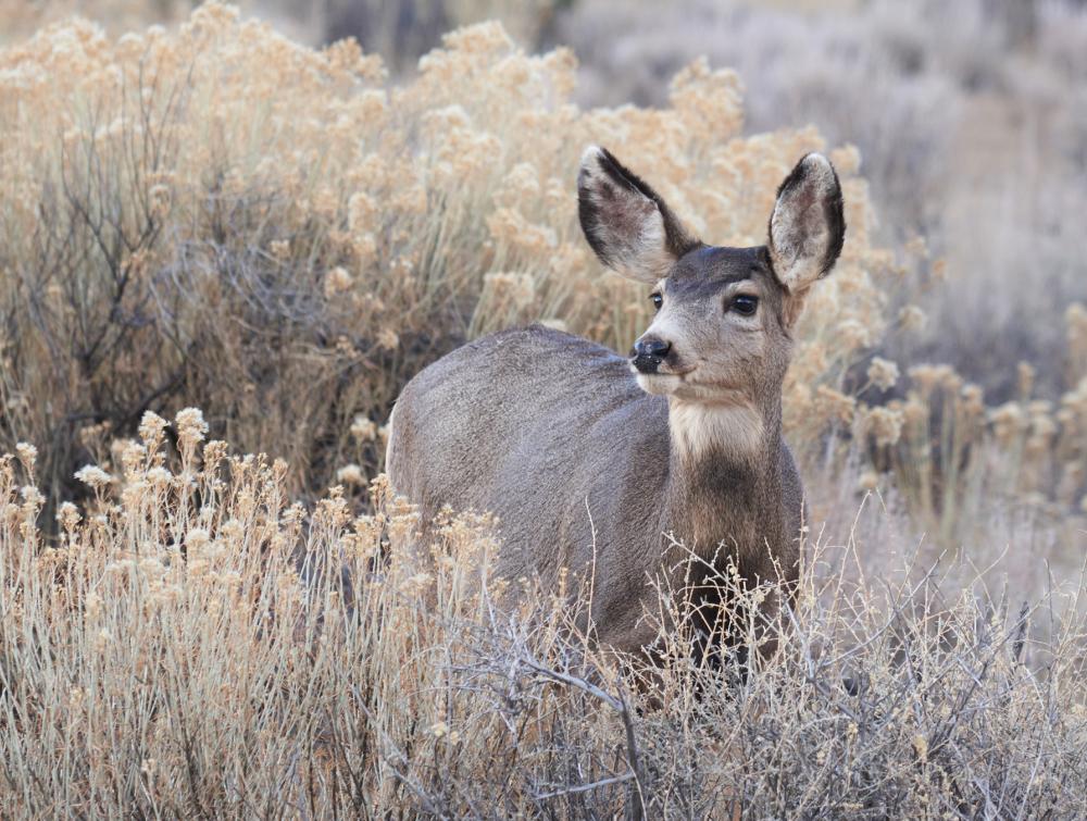 A mule deer stands in tall grass in the Ruby Mountain/Railroad Gulch ACEC, Colorado