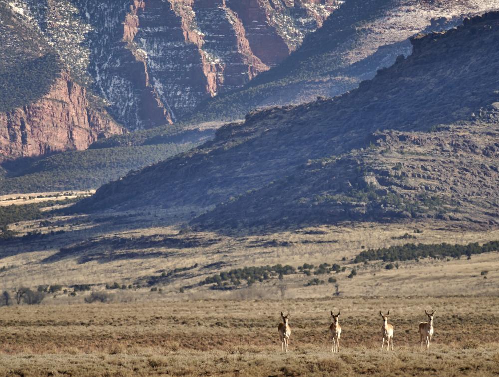 Pronghorn on a grassy steppe in Colorado.