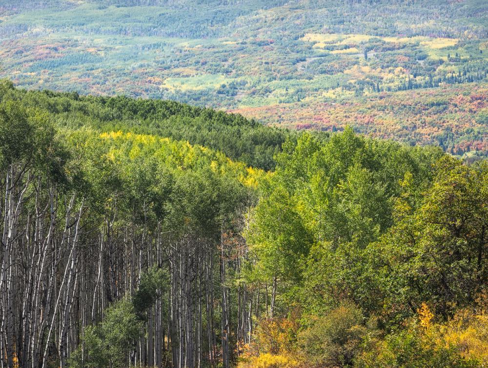 Fall foliage in North Fork Valley, Colorado.