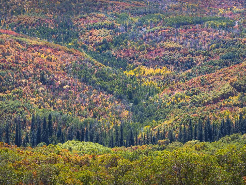 Fall foliage in North Fork Valley, Colorado.