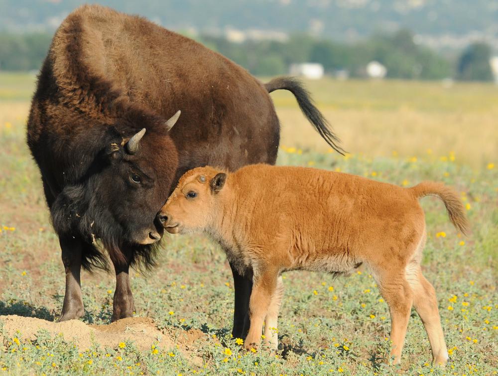 Bison calf nuzzling an adult bison while both stand in a field of green grass and yellow wildflowers