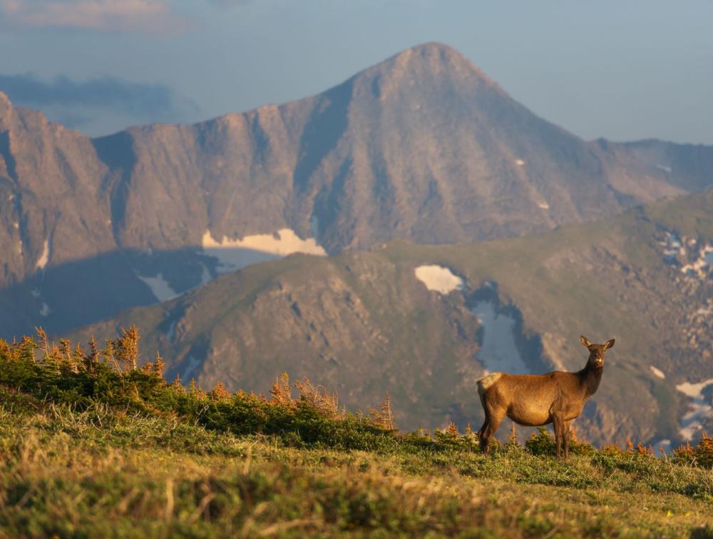 Elk in front of a mountainous background in Rocky Mountain National Park, CO