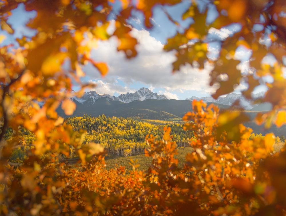 Fall leaves in Uncompahgre National Forest, CO