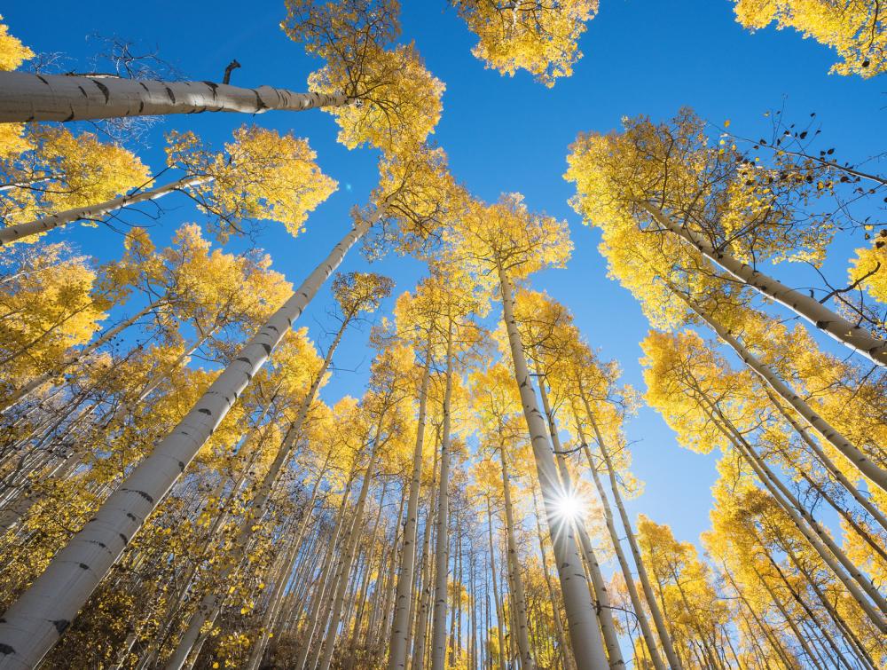 White River National Forest, CO