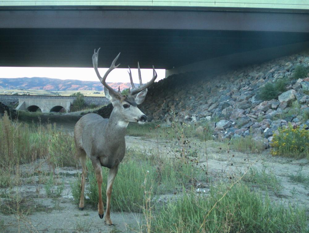 Mule deer emerging from highway underpass with grass around it