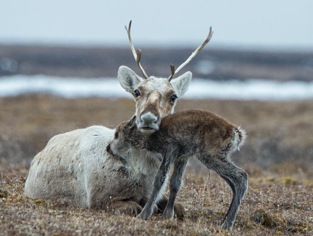 Caribou young in the Arctic 