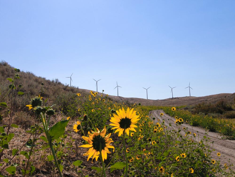 Wind farm