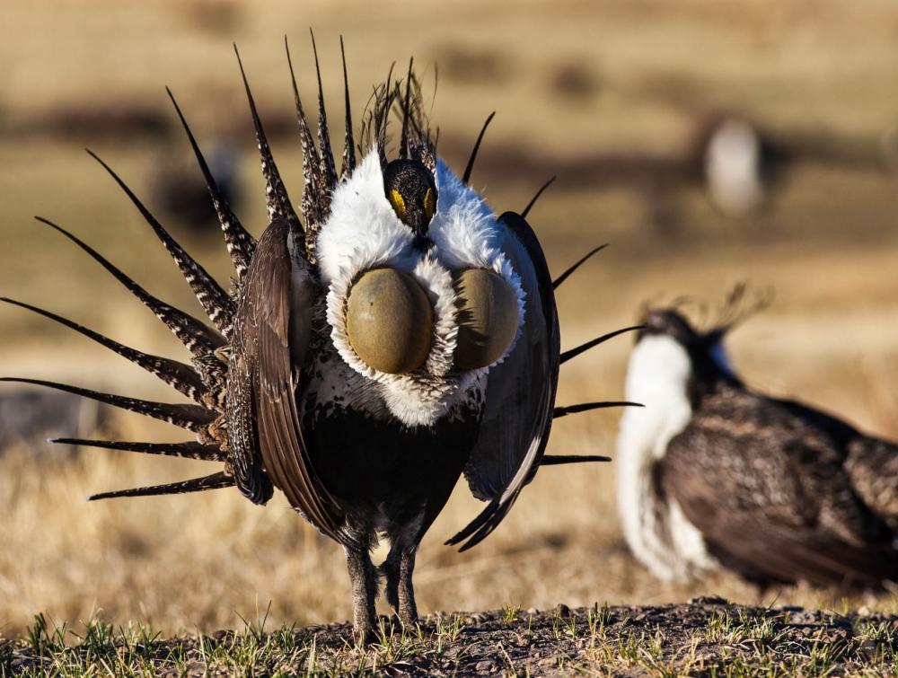 Greater sage-grouse in Wyoming.