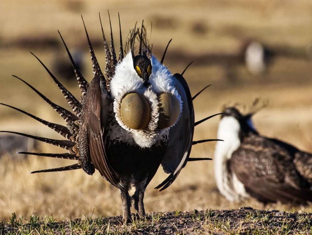 Greater sage-grouse in Wyoming.