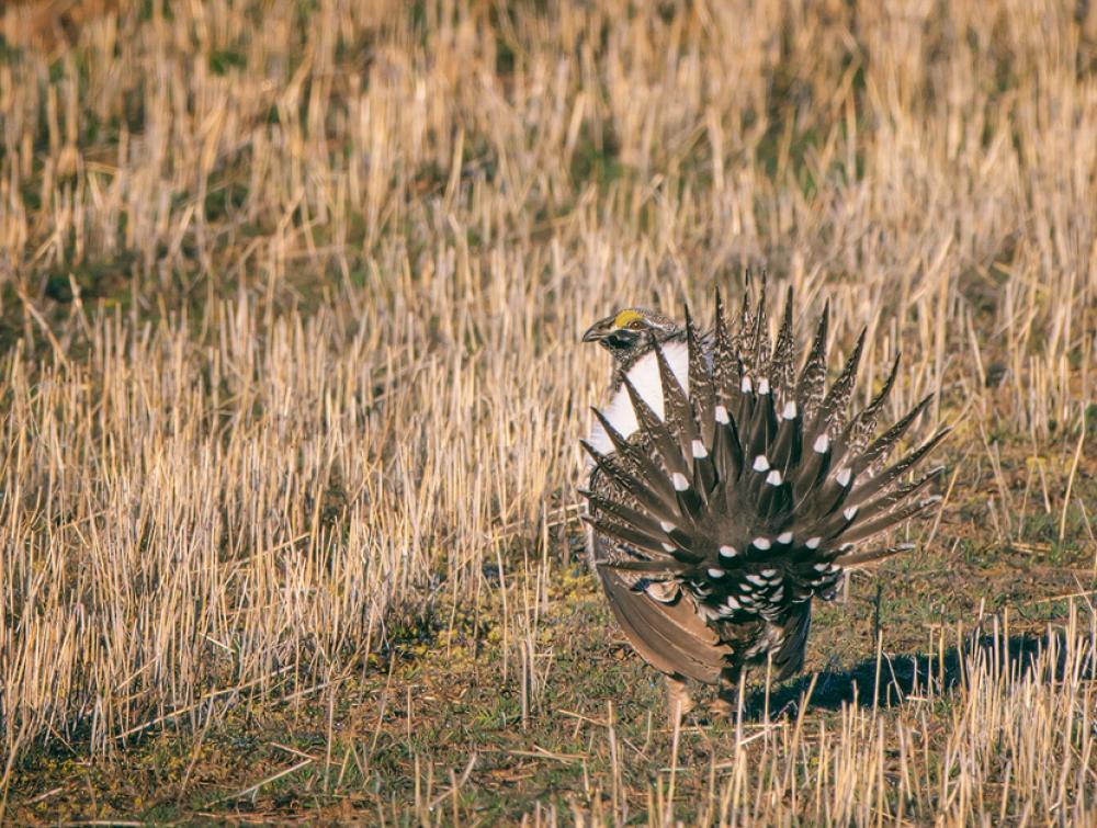 Sage grouse out West