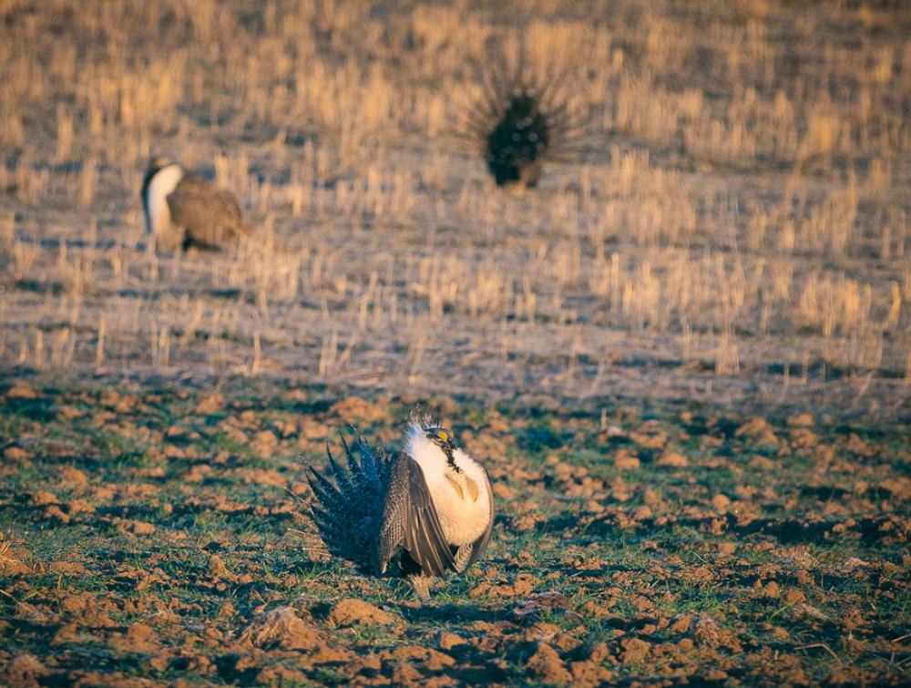 Greater sage grouse