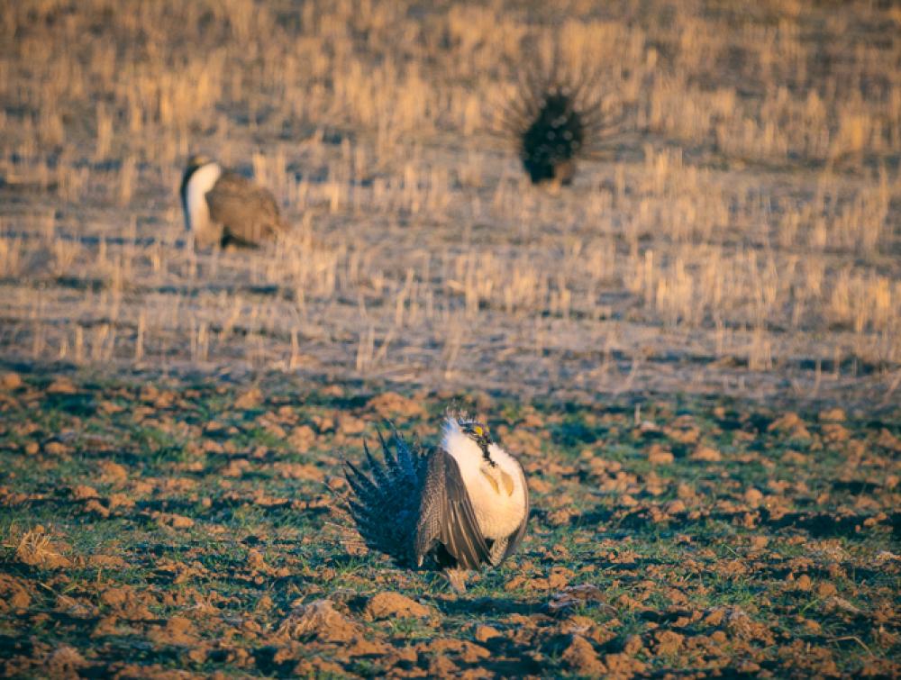 Greater sage-grouse