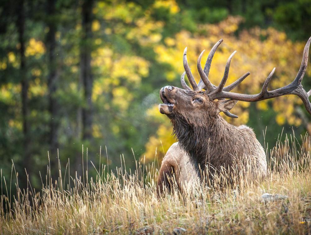 Elk