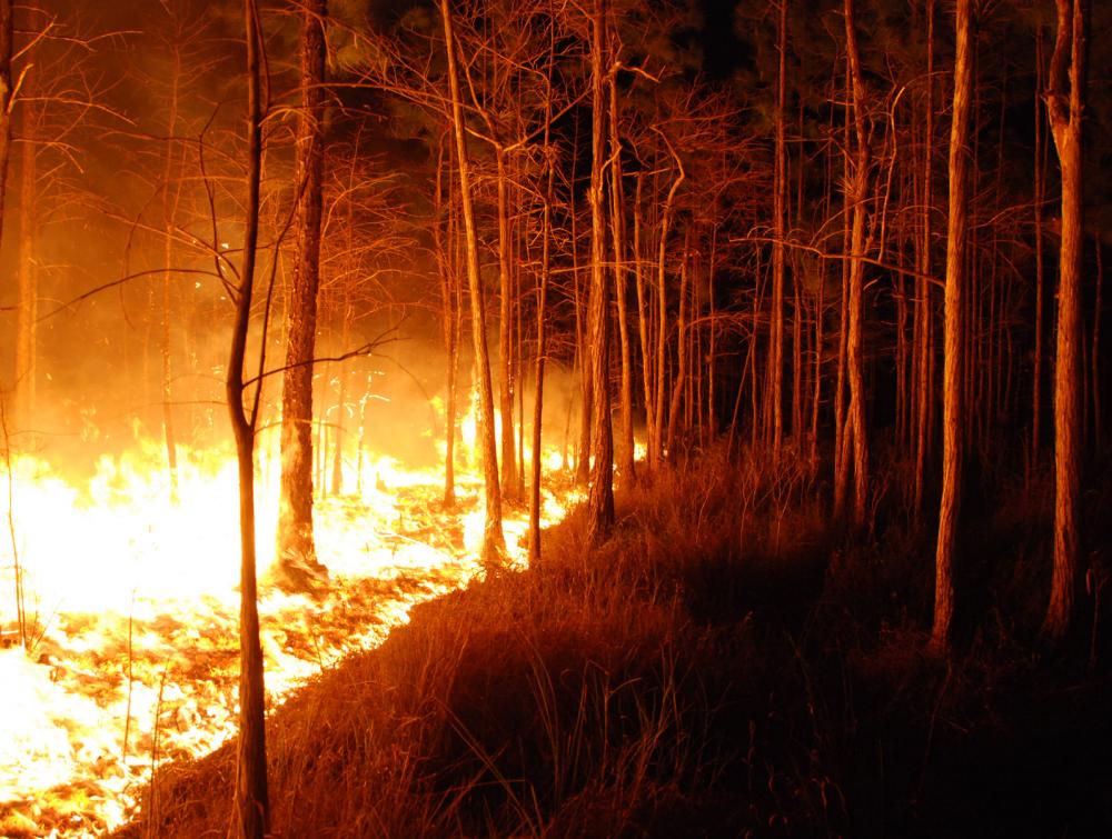 Fire burning in dark forest