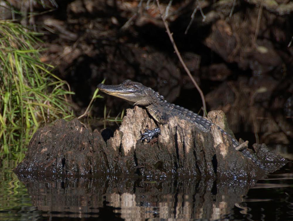 Okefenokee National Wildlife Refuge, Georgia