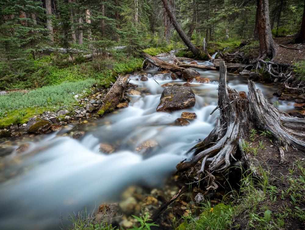 Creek in Salmon-Challis National Forest, Idaho