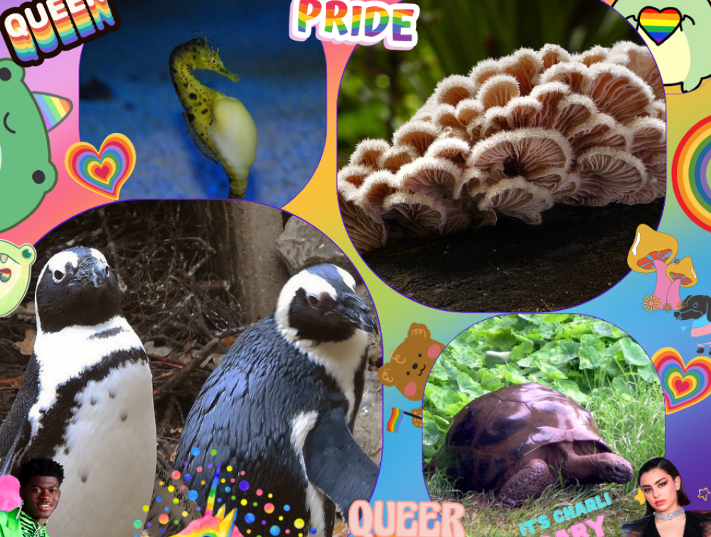 a colorful collage of four pictures: a seahorse, a mushroom, two penguins and a turtle.