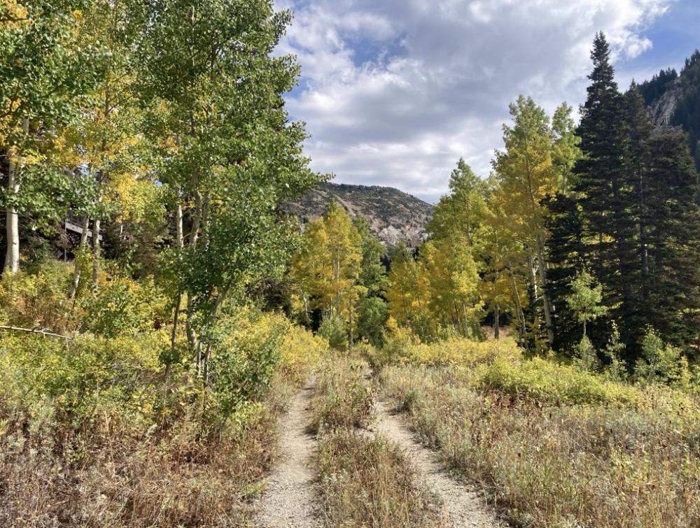 Backcountry forest road