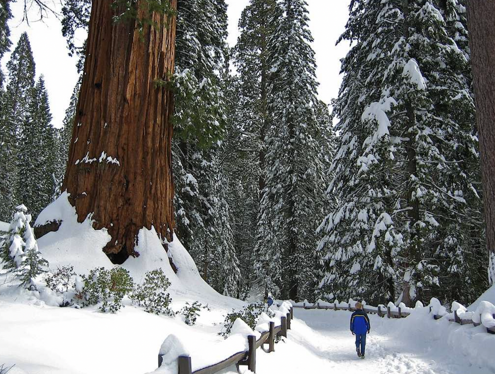 Giant sequoia in snowy Kings Canyon National Park