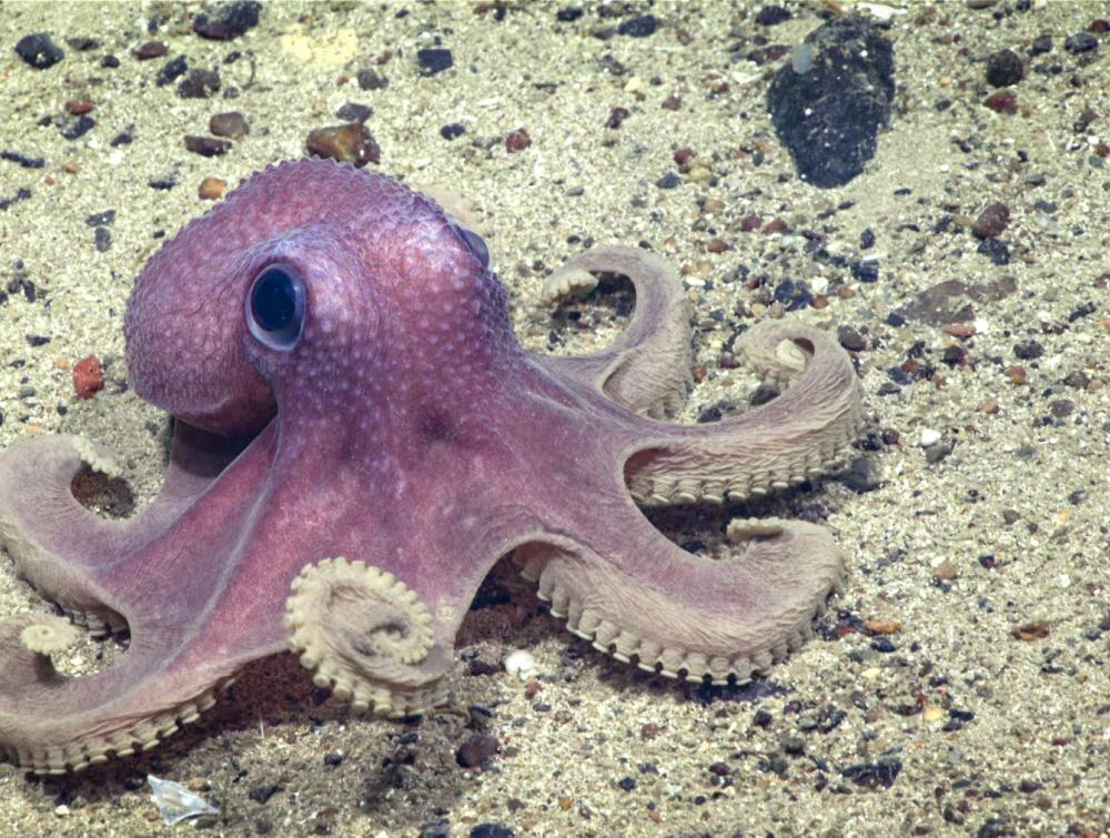 Deep-sea octopus on Bear Seamount within the Northeast Canyons and Seamounts Marine National Monument off the coast of New England