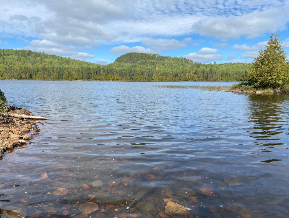 Shimmering lake beneath a partly cloudy blue sky with abundant evergreen forest visible on the shoreline in the distance