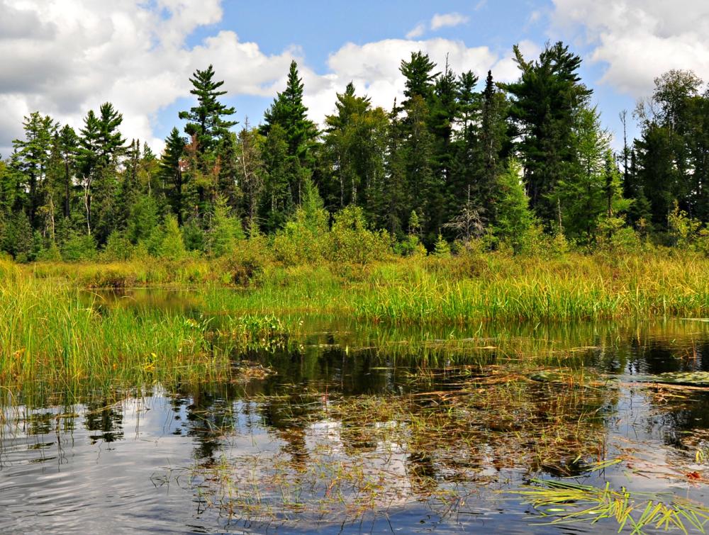 Lake with reeds growing in it and evergreen trees in the background under a cloudy blue sky