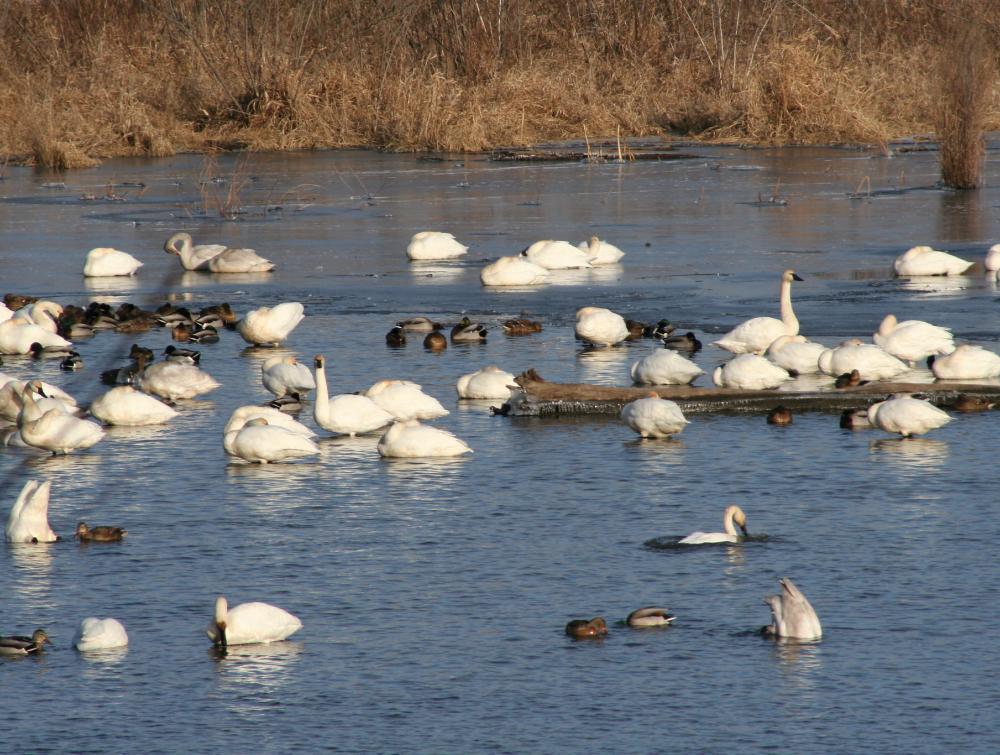 White swans on a body of water surrounded by tall grass